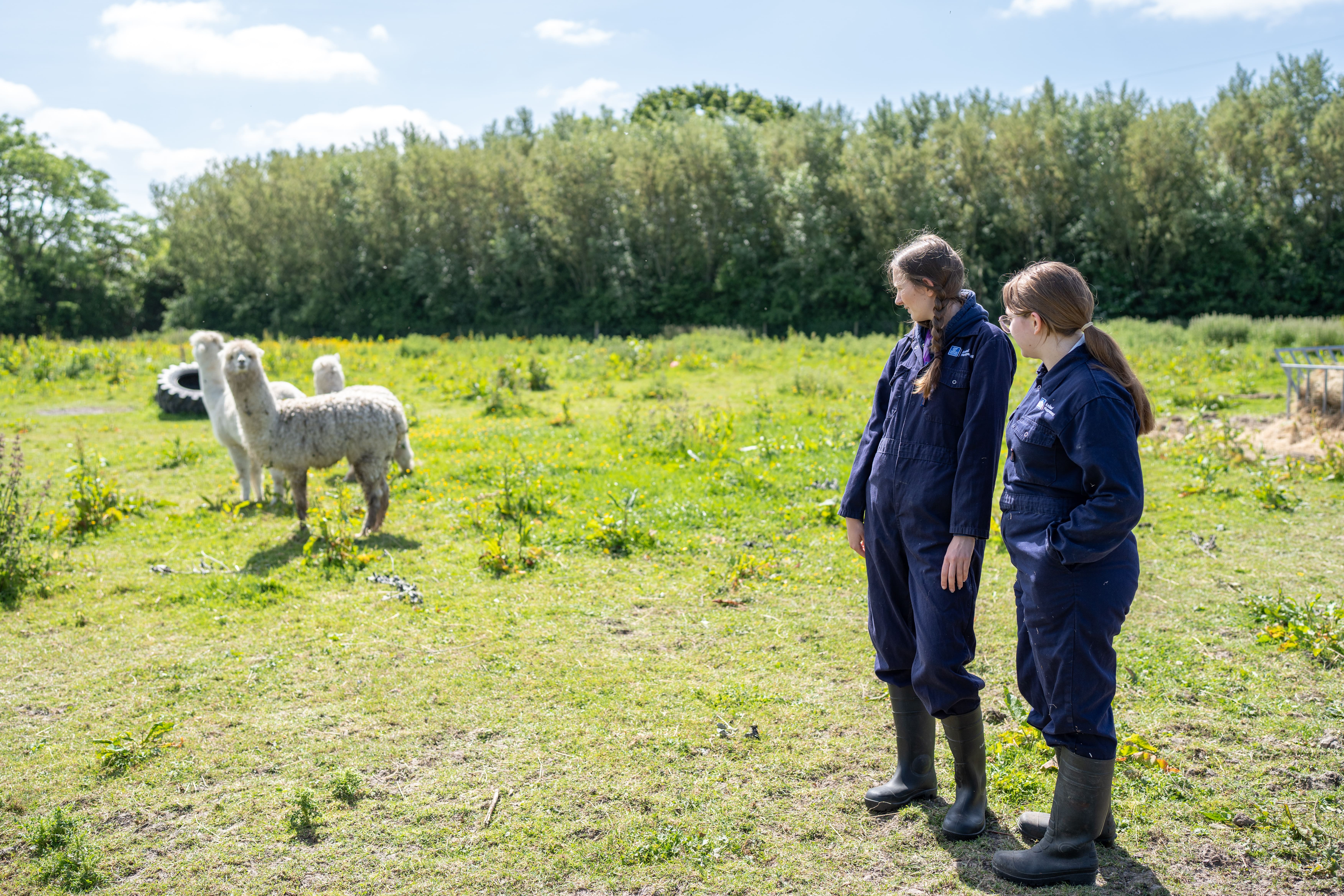 students in a field with alpacas