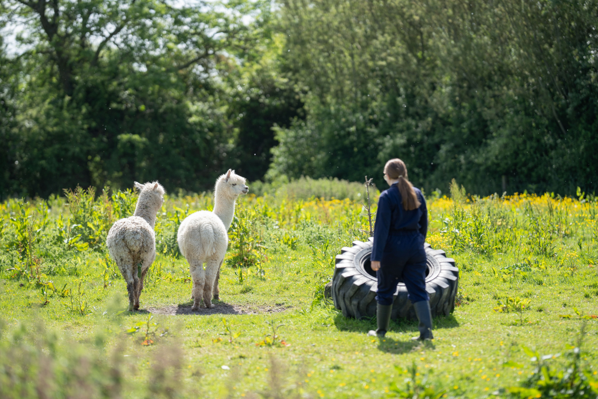 studnets in a field with alpacas 
