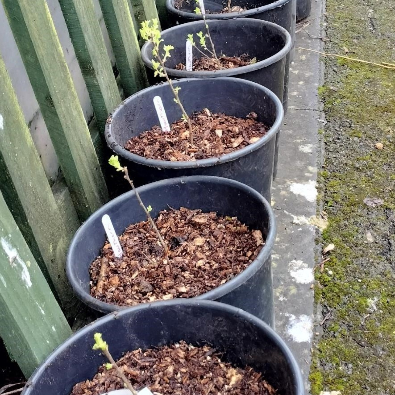 Saplings being planted for Planet earth Games